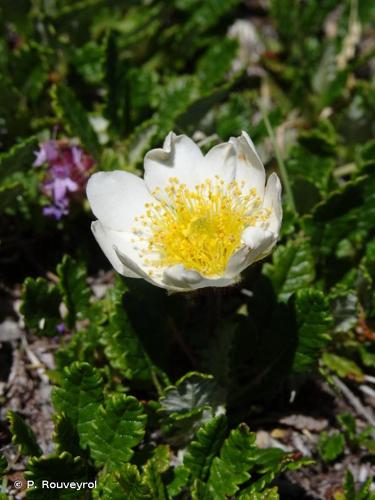 <i>Dryas octopetala</i> L., 1753 © P. Rouveyrol