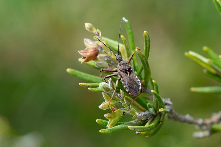 Rhynocoris erythropus © Romain Baghi