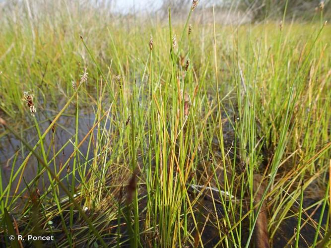 <i>Eleocharis uniglumis</i> (Link) Schult., 1824 © A.-H. Paradis & R. Poncet