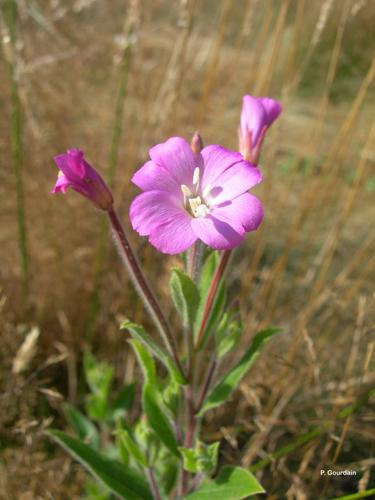 <i>Epilobium hirsutum</i> L., 1753 © P. Gourdain