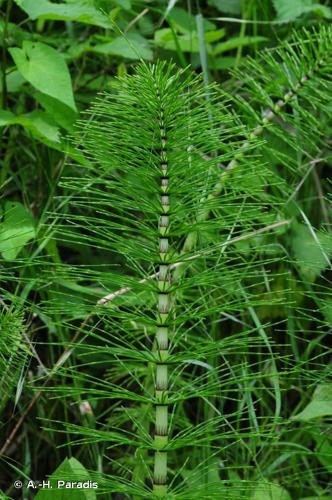 <i>Equisetum telmateia</i> Ehrh., 1783 © A.-H. Paradis & R. Poncet