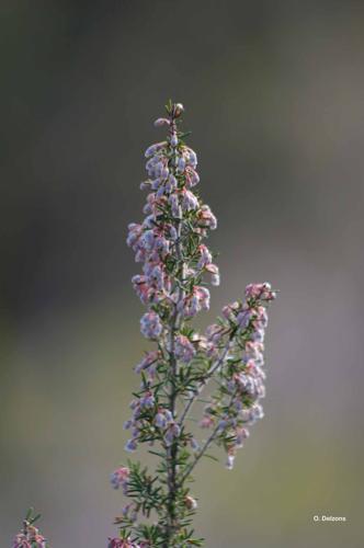 <i>Erica arborea</i> L., 1753 © O. Delzons