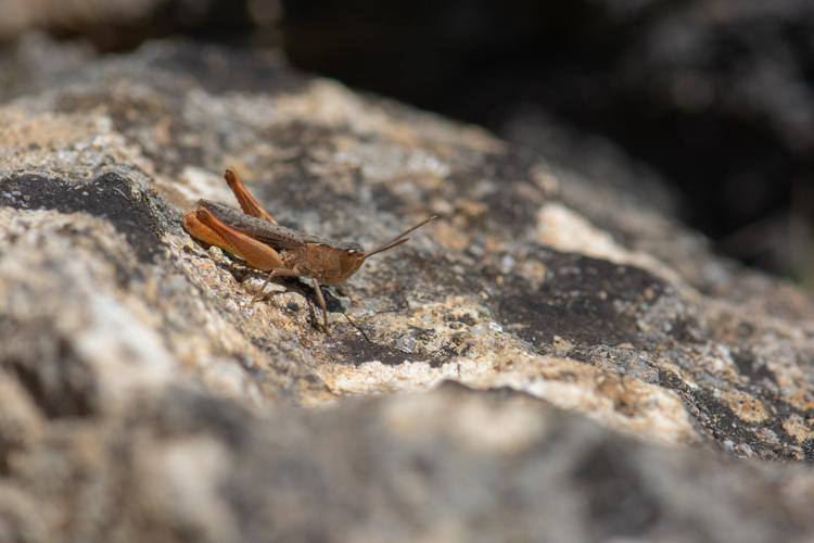 Chorthippus vagans vagans © Romain Baghi