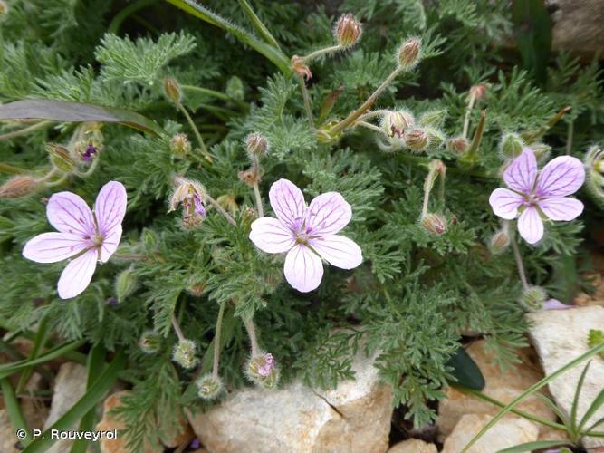 <i>Erodium foetidum</i> (L.) L'Hér., 1802 © P. Rouveyrol