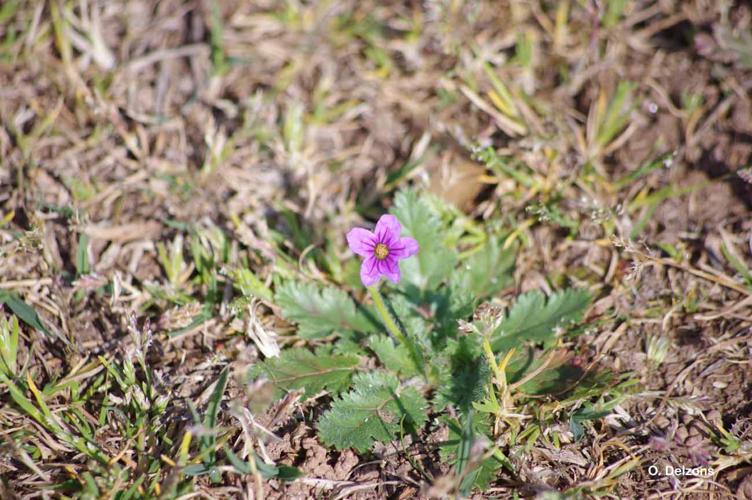 <i>Erodium malacoides</i> (L.) L'Hér., 1789 © O. Delzons