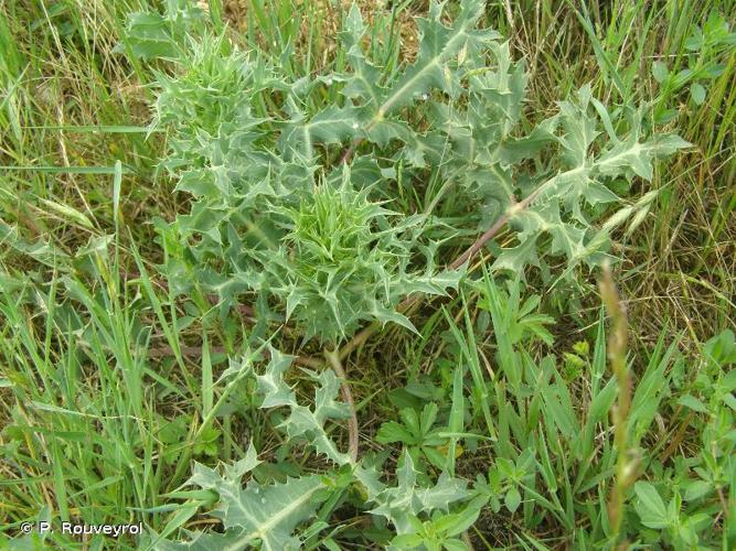 <i>Eryngium campestre</i> L., 1753 © P. Rouveyrol