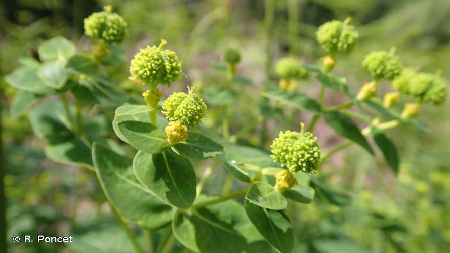 <i>Euphorbia hyberna</i> L., 1753 © A.-H. Paradis & R. Poncet