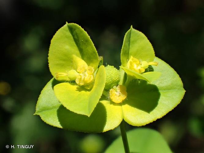 <i>Euphorbia platyphyllos</i> L., 1753 © H. TINGUY