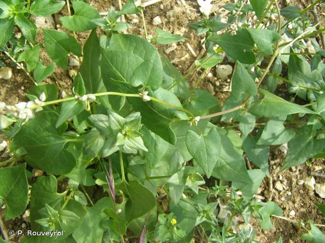 <i>Fallopia convolvulus</i> (L.) Á.Löve, 1970 © P. Rouveyrol