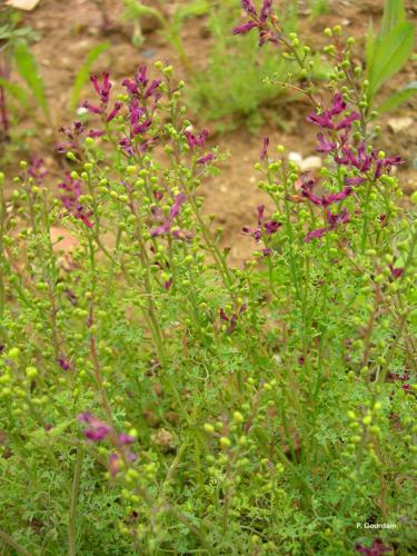 <i>Fumaria officinalis</i> L., 1753 © P. Gourdain