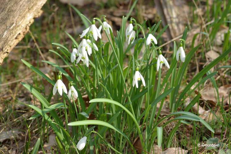 <i>Galanthus nivalis</i> L., 1753 © P. Gourdain