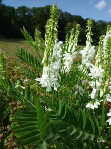 <i>Galega officinalis</i> L., 1753 © P. Gourdain