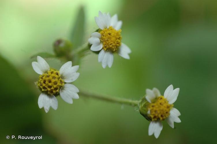 <i>Galinsoga quadriradiata</i> Ruiz & Pav., 1798 © P. Rouveyrol