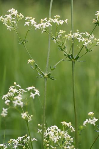 <i>Galium album</i> Mill., 1768 © O. Nawrot