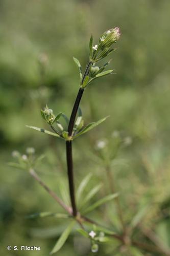 <i>Galium aparine</i> L., 1753 © S. Filoche