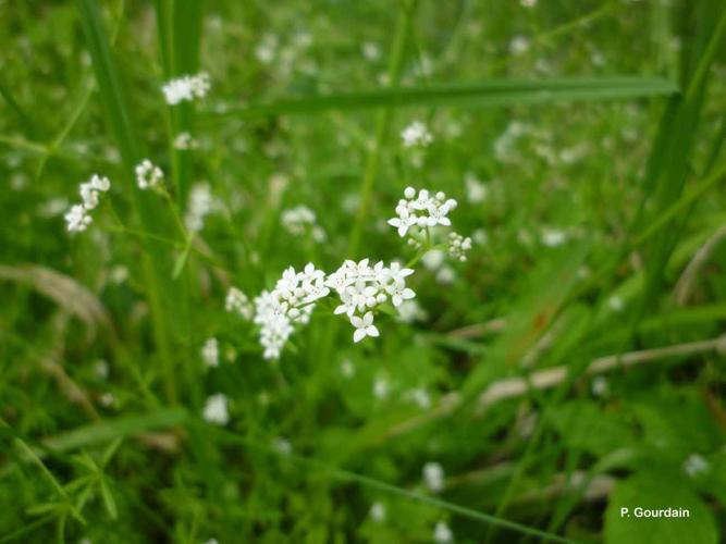 <i>Galium palustre</i> L., 1753 © P. Gourdain