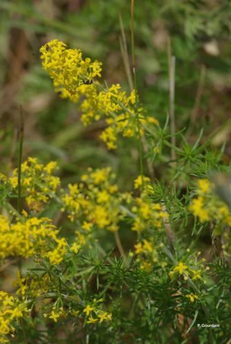 <i>Galium verum</i> L., 1753 © P. Gourdain