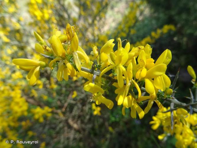 <i>Genista scorpius</i> (L.) DC., 1805 © P. Rouveyrol