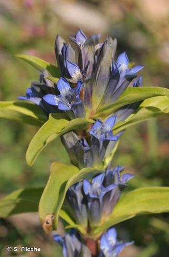 <i>Gentiana cruciata</i> L., 1753 © S. Filoche