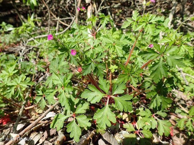 <i>Geranium purpureum</i> Vill., 1786 © H. TINGUY