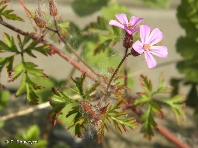 <i>Geranium robertianum</i> L., 1753 © P. Rouveyrol