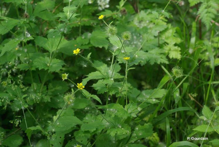 <i>Geum urbanum</i> L., 1753 © P. Gourdain