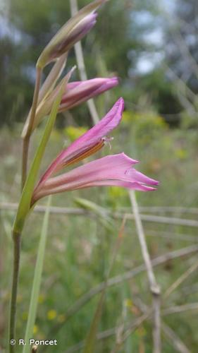 <i>Gladiolus italicus</i> Mill., 1768 © A.-H. Paradis & R. Poncet