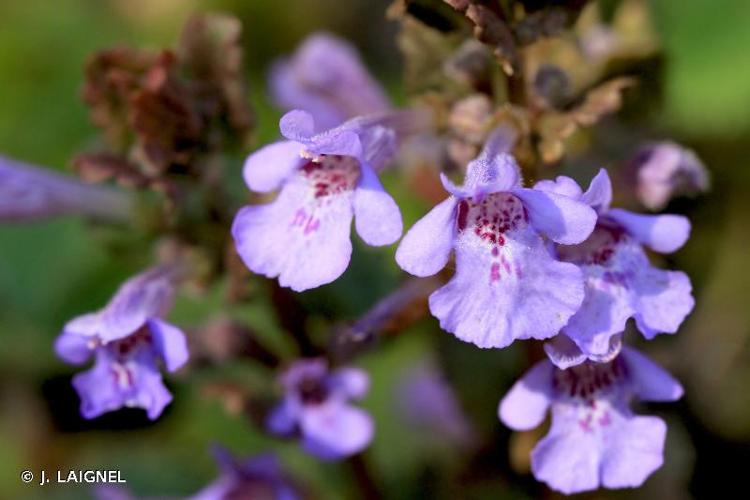 <i>Glechoma hederacea</i> L., 1753 © J. LAIGNEL