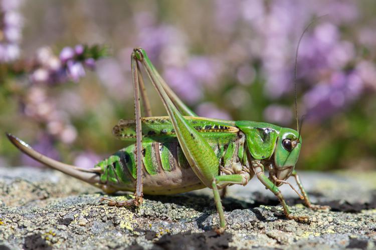 Decticus verrucivorus verrucivorus © Romain Baghi