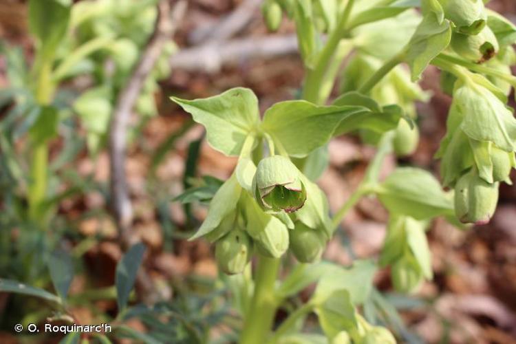 <i>Helleborus foetidus</i> L., 1753 © O. Roquinarc'h