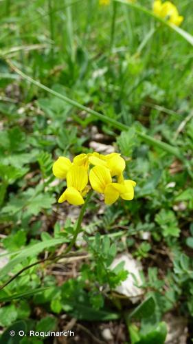 <i>Hippocrepis comosa</i> L., 1753 © O. Roquinarc'h