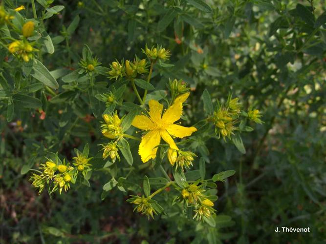 <i>Hypericum perforatum</i> L., 1753 © J. Thévenot