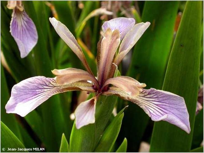 <i>Iris foetidissima</i> L., 1753 © J.-J. Milan