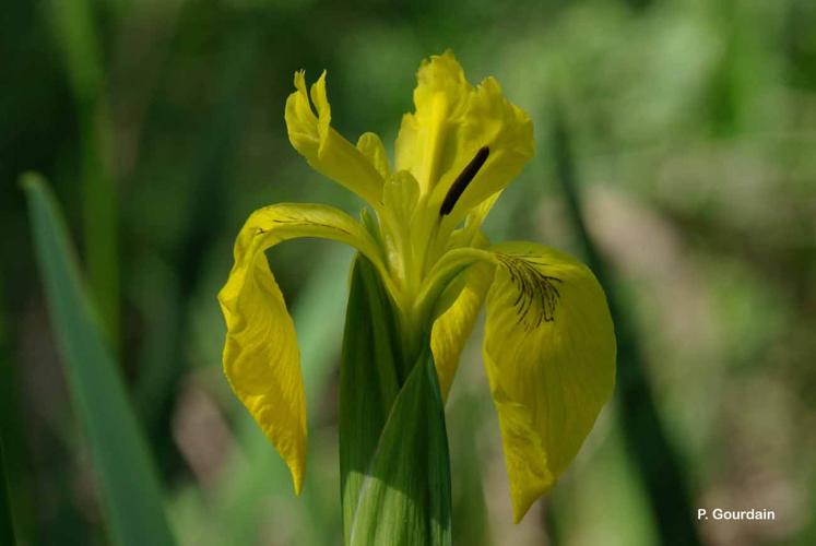 <i>Iris pseudacorus</i> L., 1753 © P. Gourdain