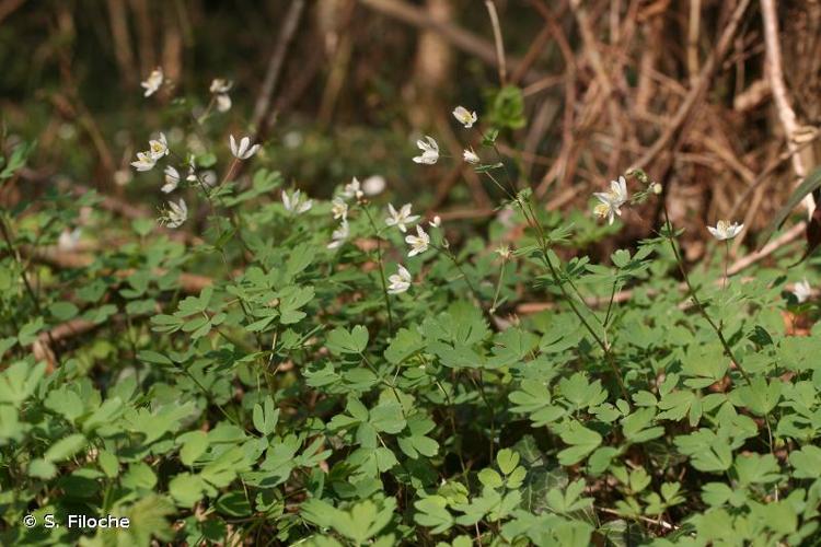 <i>Isopyrum thalictroides</i> L., 1753 © S. Filoche