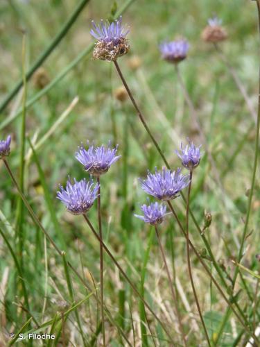 <i>Jasione montana</i> L., 1753 © S. Filoche