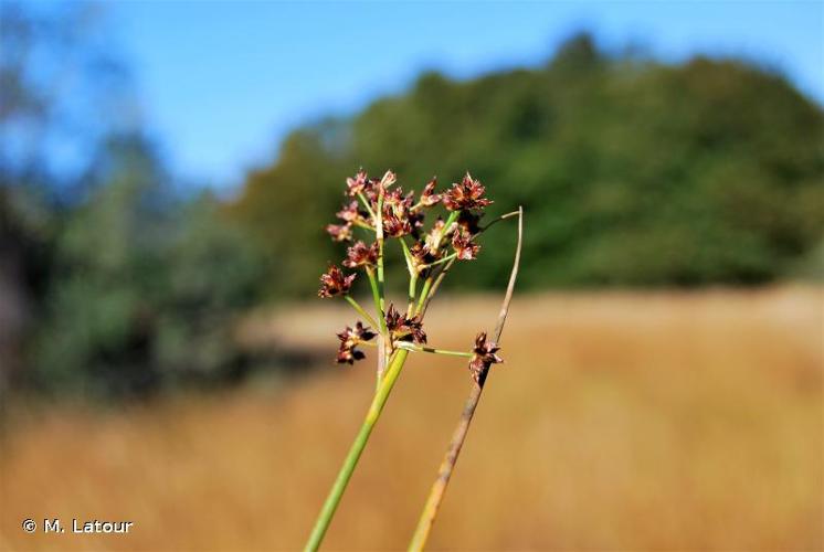 <i>Juncus acutiflorus</i> Ehrh. ex Hoffm., 1791 © M. Latour