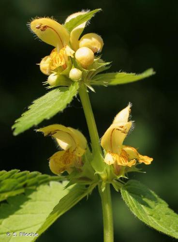 <i>Lamium galeobdolon</i> (L.) L., 1759 © S. Filoche