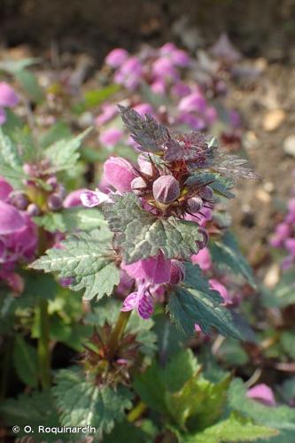 <i>Lamium maculatum</i> (L.) L., 1763 © O. Roquinarc'h