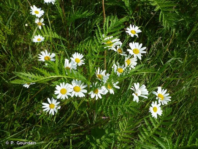 <i>Leucanthemum vulgare</i> Lam., 1779 © P. Gourdain