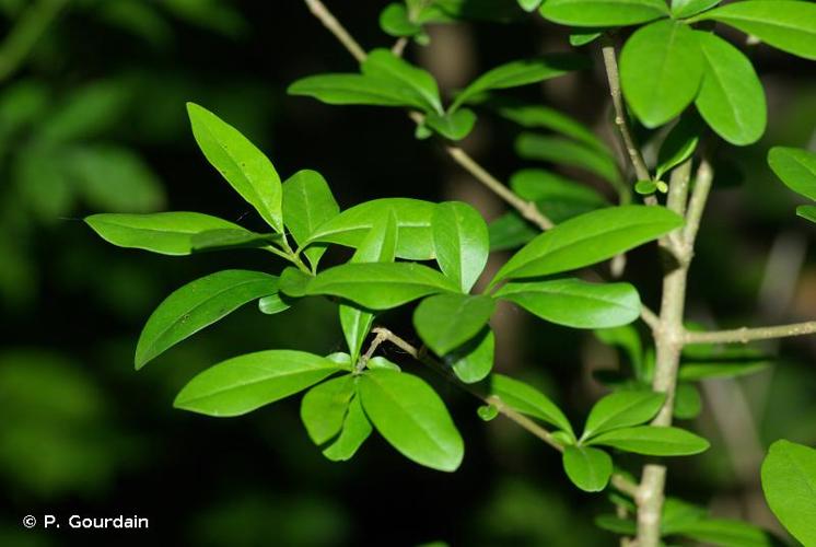 <i>Ligustrum vulgare</i> L., 1753 © P. Gourdain