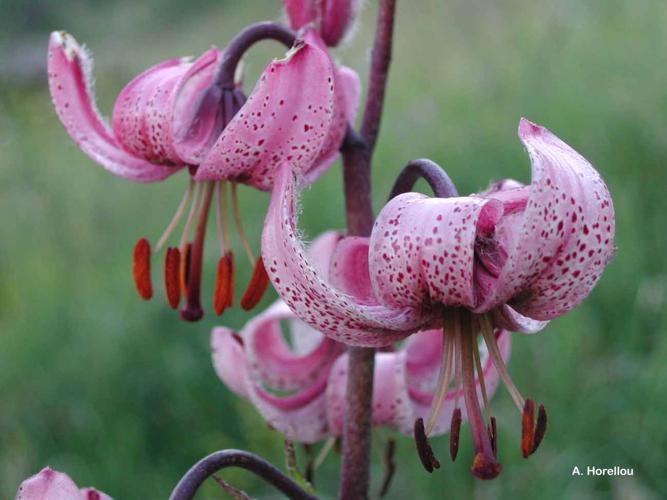 <i>Lilium martagon</i> L., 1753 © A. Horellou