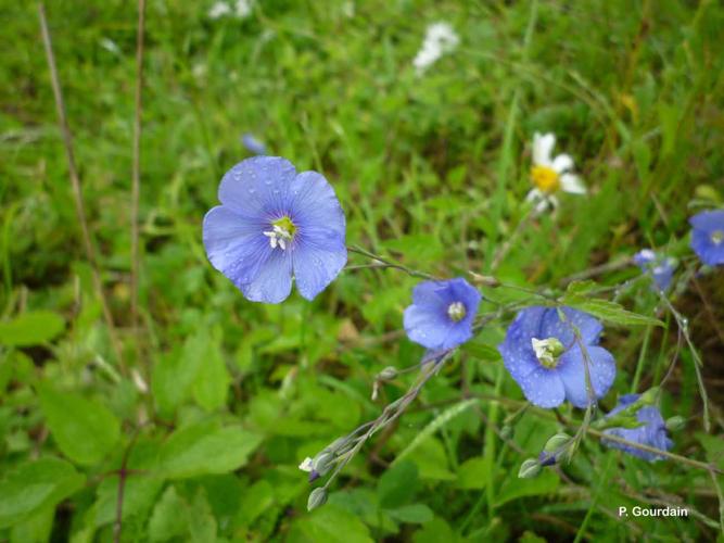 <i>Linum usitatissimum</i> L., 1753 © P. Gourdain