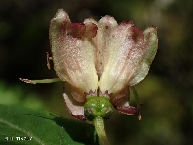 <i>Lonicera nigra</i> L., 1753 © H. TINGUY