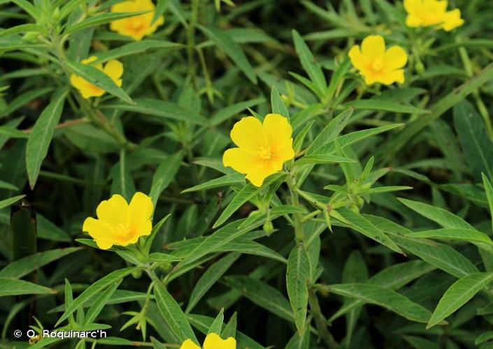 <i>Ludwigia grandiflora</i> (Michx.) Greuter & Burdet, 1987 © O. Roquinarc'h