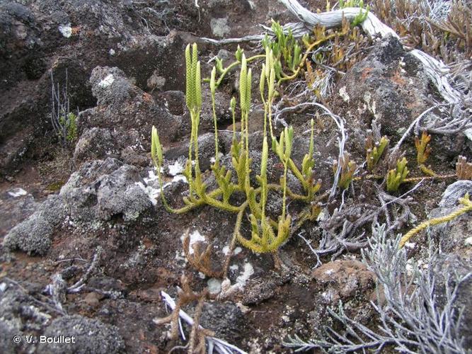 <i>Lycopodium clavatum</i> L., 1753 © V. Boullet