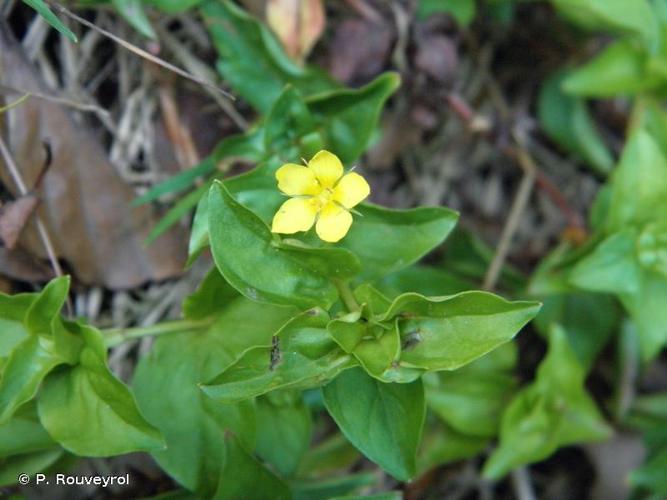 <i>Lysimachia nemorum</i> L., 1753 © P. Rouveyrol