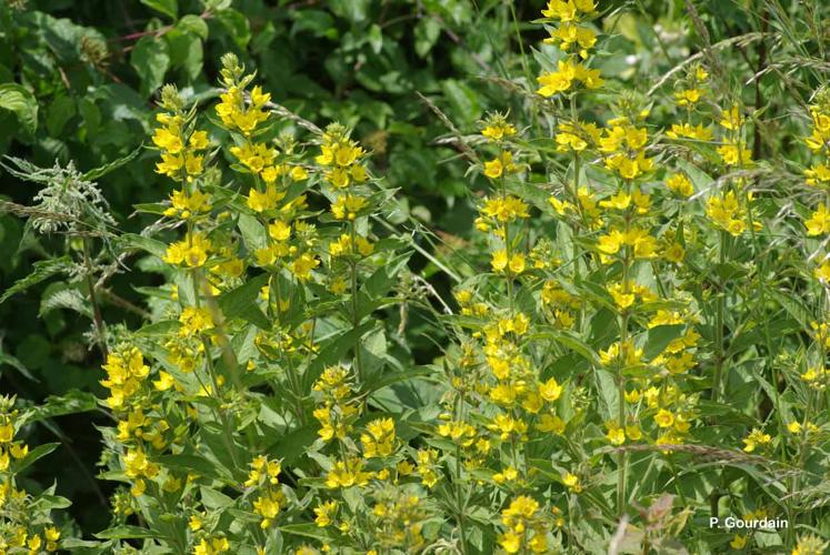 <i>Lysimachia vulgaris</i> L., 1753 © P. Gourdain