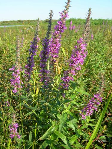 <i>Lythrum salicaria</i> L., 1753 © P. Gourdain