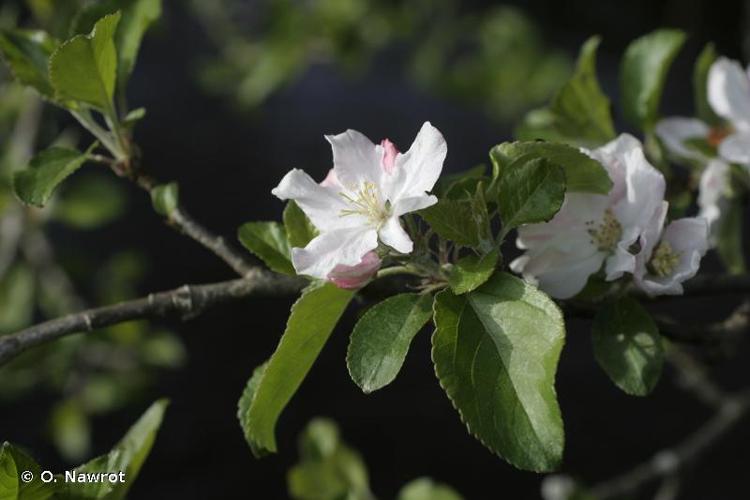 <i>Malus domestica</i> Borkh., 1803 © O. Nawrot